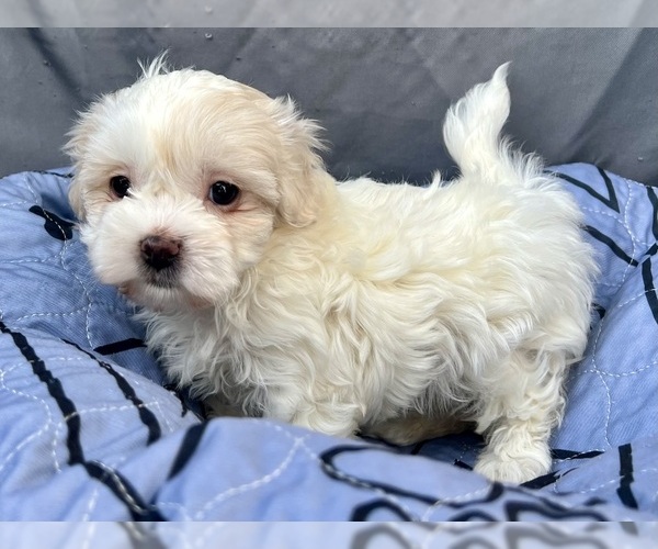Medium Photo #6 Zuchon Puppy For Sale in RENO, NV, USA