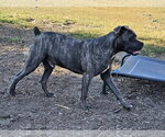 Small #4 Bulldog Mix