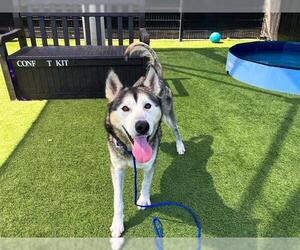 Siberian Husky Dogs for adoption in Orange, CA, USA