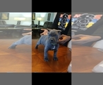Small #4 Cane Corso