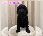 Puppy Avril Lavigne Goldendoodle