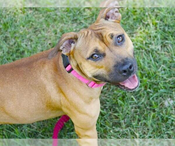 Medium Photo #1 American Staffordshire Terrier Puppy For Sale in Tallahassee, FL, USA