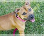 Small American Staffordshire Terrier
