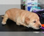 Small Photo #28 Golden Retriever Puppy For Sale in POULSBO, WA, USA