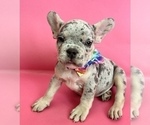 Small Photo #14 French Bulldog Puppy For Sale in COLUMBUS, OH, USA