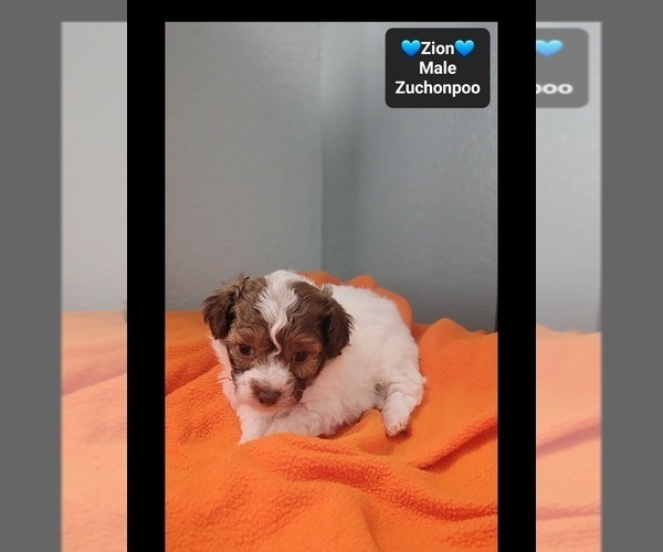 Medium Photo #3 Poodle (Toy)-Zuchon Mix Puppy For Sale in TUCSON, AZ, USA