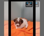 Zion - Male Poodle (Toy)-Zuchon Mix Puppy for Sale - Photo #3