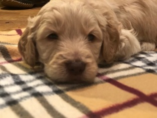 Goldendoodle Puppy for sale in LEBANON, IN, USA
