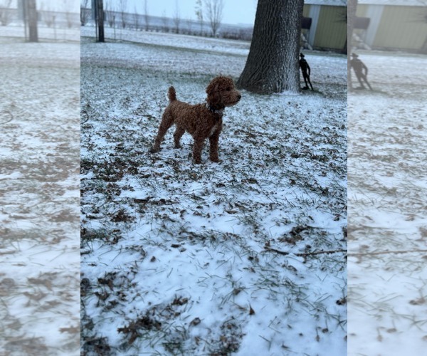 Medium Photo #3 Poodle (Miniature) Puppy For Sale in Crystal, MN, USA