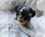 Small Photo #4 Morkie Puppy For Sale in COLUMBIA, SC, USA