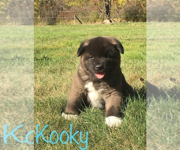 Medium Photo #6 Akita Puppy For Sale in CANFIELD, OH, USA