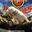 Small Photo #104 Dogo Argentino Puppy For Sale in JANE, MO, USA