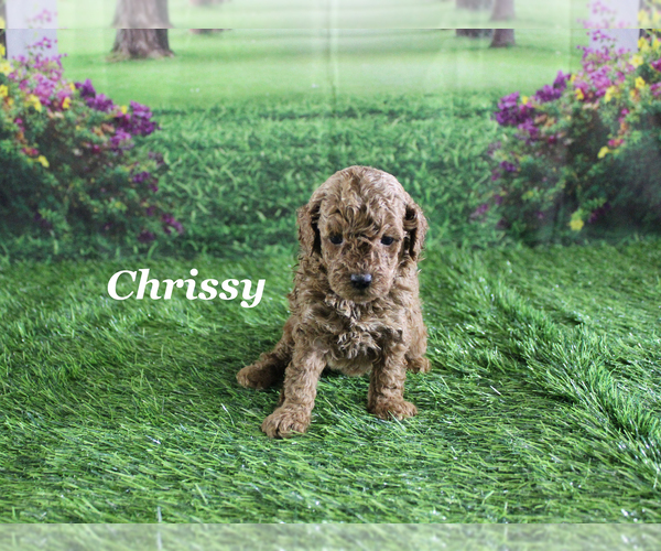 Medium Photo #9 Poodle (Toy) Puppy For Sale in CHANUTE, KS, USA