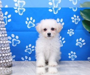 Cavachon Puppy for sale in MARIETTA, GA, USA