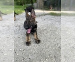 Small Photo #5 German Shepherd Dog Puppy For Sale in PLANT CITY, FL, USA