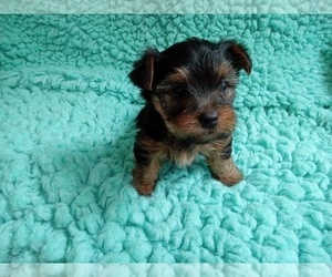 Yorkshire Terrier Puppy for Sale in LAUREL, Mississippi USA