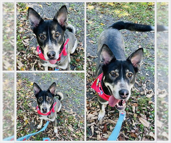 Medium Photo #4  Puppy For Sale in , 