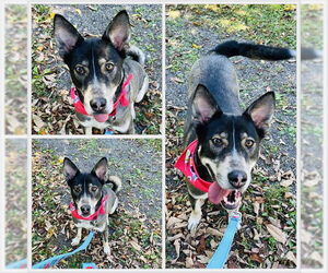 Medium Siberian Husky Mix
