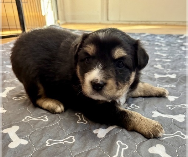 Medium Photo #9 Australian Shepherd Puppy For Sale in SALISBURY, NC, USA