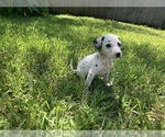 Small Photo #2 Dalmatian Puppy For Sale in MERRITT IS, FL, USA