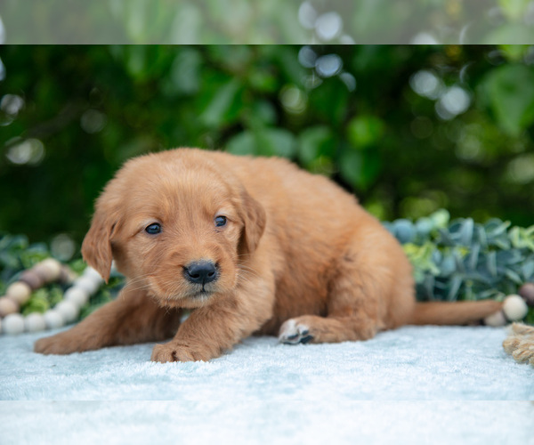 Medium Photo #4 Golden Retriever Puppy For Sale in WOLCOTTVILLE, IN, USA