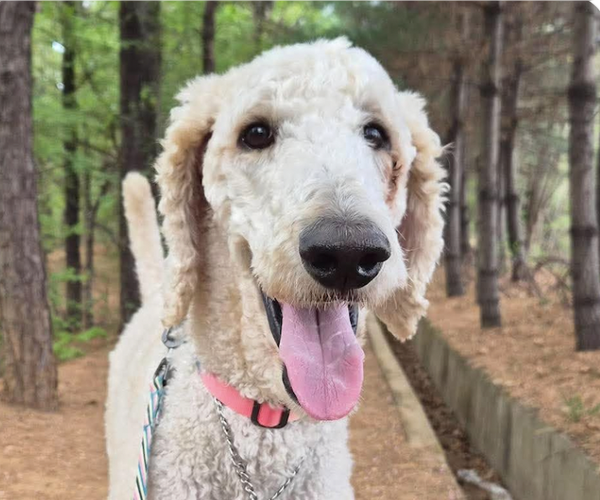 Medium Photo #1 Poodle (Standard) Puppy For Sale in San Ramon, CA, USA