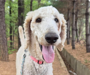Poodle (Standard) Dogs for adoption in San Ramon, CA, USA