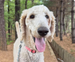 Small Poodle (Standard)