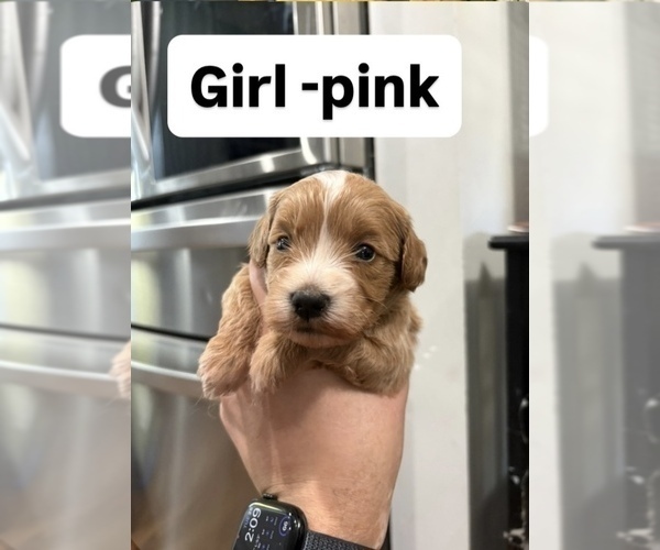 Medium Photo #4 Goldendoodle (Miniature) Puppy For Sale in DALLAS, TX, USA