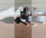 Small Photo #9 Boxer Puppy For Sale in JASPER, GA, USA
