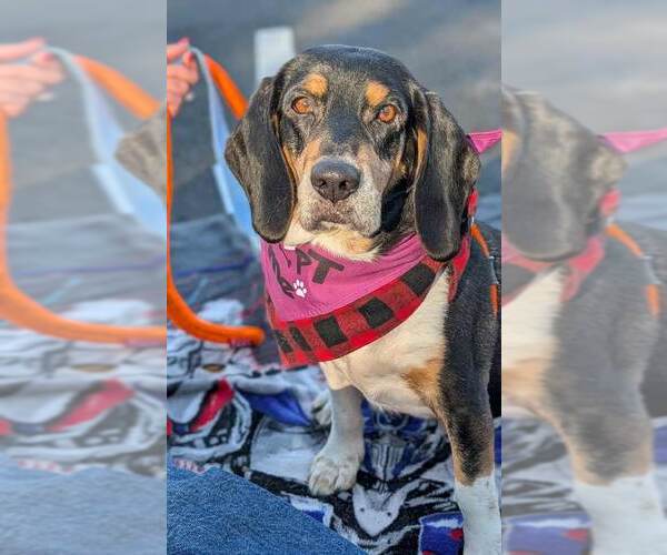 Medium Photo #7 Bagle Hound Puppy For Sale in Kennesaw, GA, USA