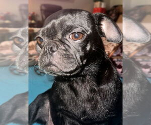 Pug Dogs for adoption in Dana Point, CA, USA