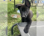 Small Photo #3 German Shepherd Dog Puppy For Sale in WEST POINT, VA, USA