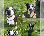 Small #5 American Staffordshire Terrier-Mastiff Mix