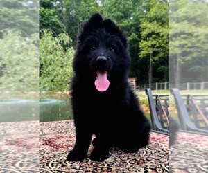 German Shepherd Dog Puppy for sale in GADSDEN, AL, USA