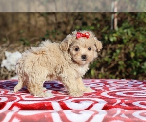 ShihPoo Puppy for sale in DYERSBURG, TN, USA