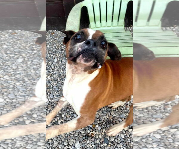 Medium Photo #4 Boxer Puppy For Sale in Burnsville, MN, USA