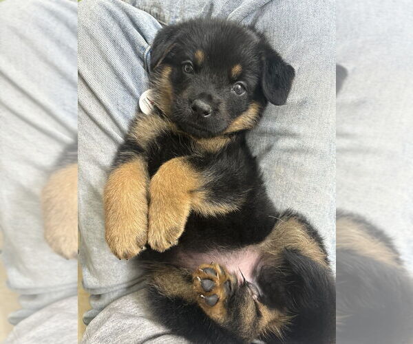 Medium Photo #1 German Shepherd Dog Puppy For Sale in West Sacramento, CA, USA