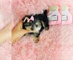Small #3 Morkie
