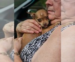 Small #4 Chihuahua Mix