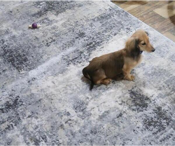 Medium Photo #4 Dachshund Puppy For Sale in HAWESVILLE, KY, USA