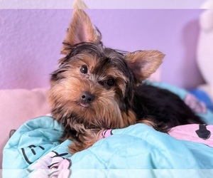 Yorkshire Terrier Puppy for sale in VALRICO, FL, USA