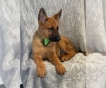 Small Photo #9 Malinois Puppy For Sale in LAKELAND, FL, USA