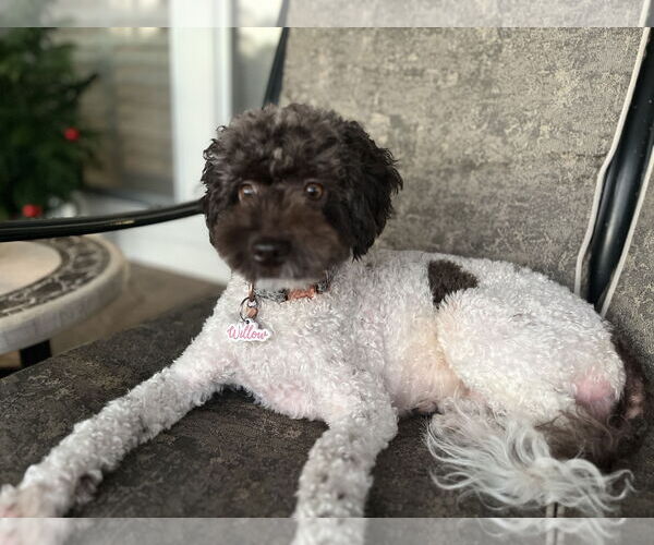 Medium Photo #3 Poodle (Miniature) Puppy For Sale in Rosenberg, TX, USA