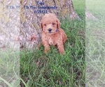 Puppy Toby Goldendoodle (Miniature)