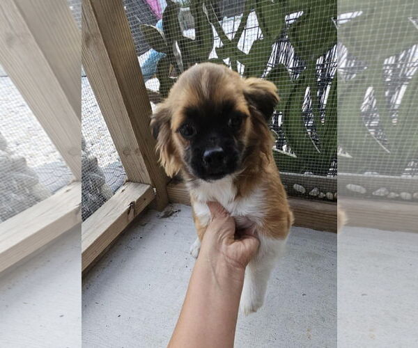 Medium Photo #2 ShiChi Puppy For Sale in Oakhurst, NJ, USA