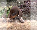 Small #1 Dachshund