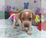 Small #2 Beagle