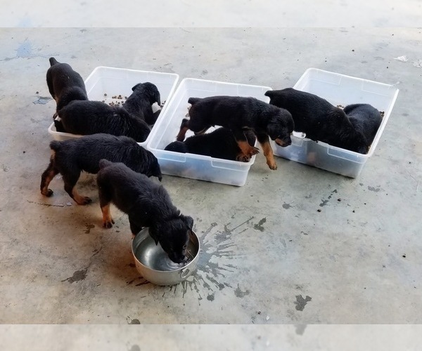 Medium Photo #35 Rottweiler Puppy For Sale in RIEGELWOOD, NC, USA