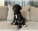 Small Photo #5 Great Dane Puppy For Sale in CLOVER, SC, USA